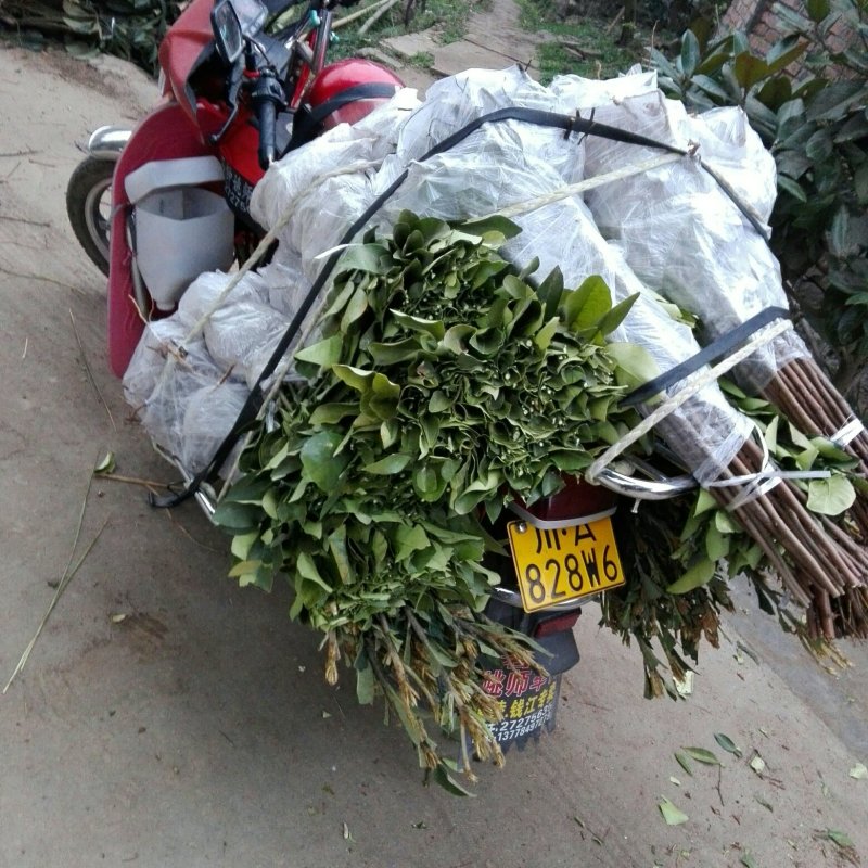 正宗福建冠溪蜜柚嫁接树苗！白肉苗！