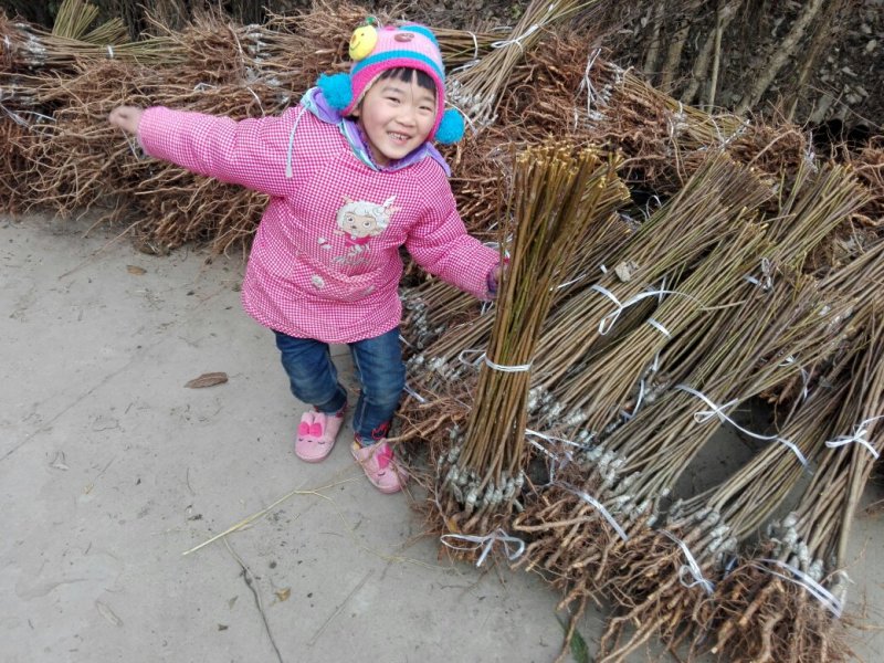 正宗汶川脆红李子嫁接接树苗，晚熟品种！