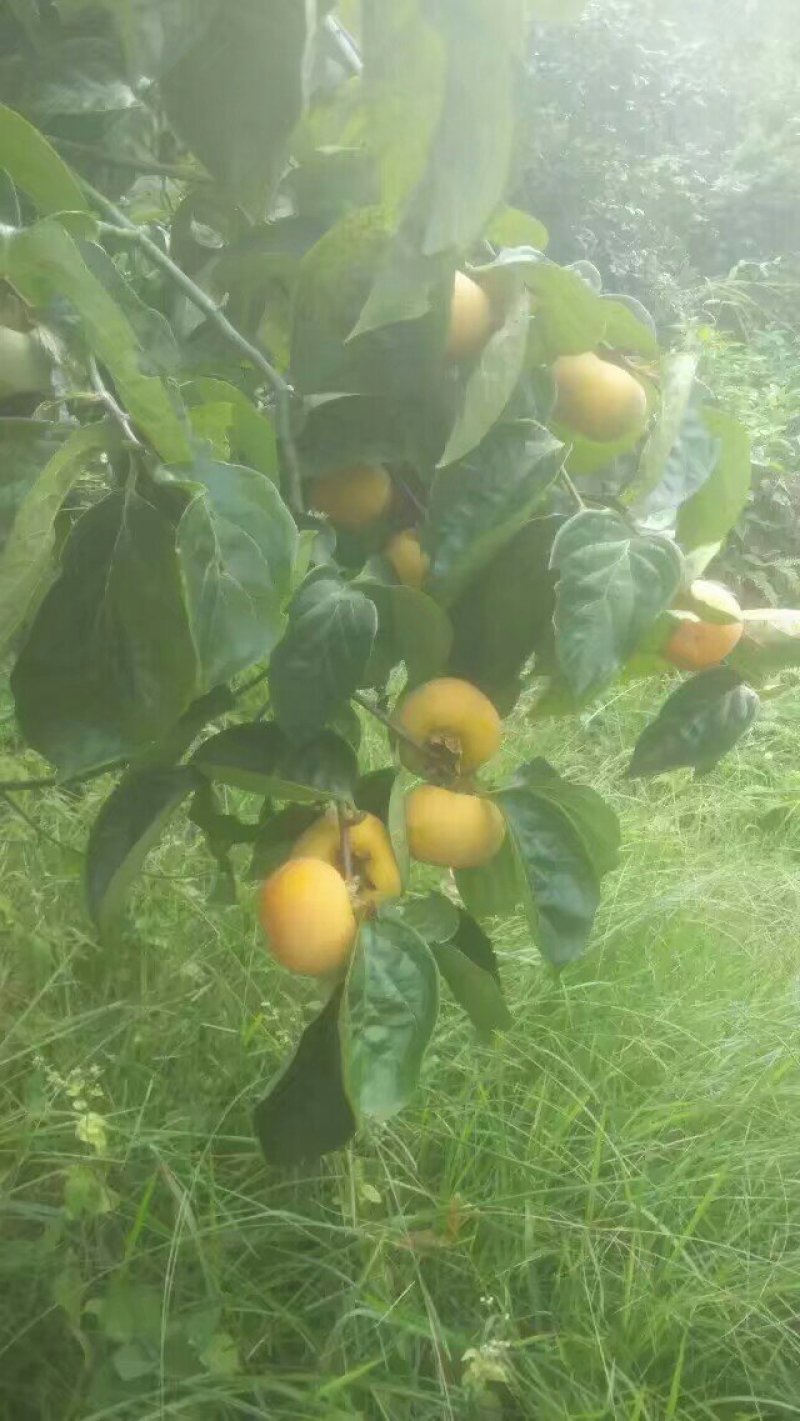 广西桂林特产柿饼，农村乡下提供干柿饼