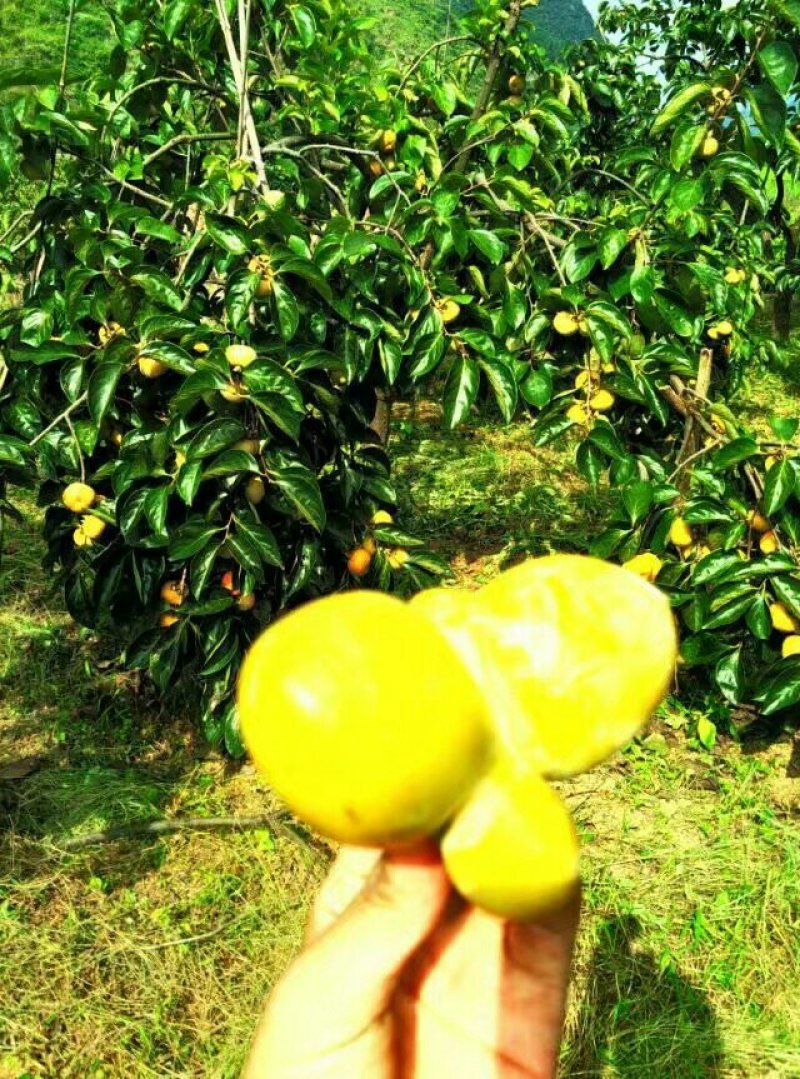 广西桂林特产柿饼，农村乡下提供干柿饼