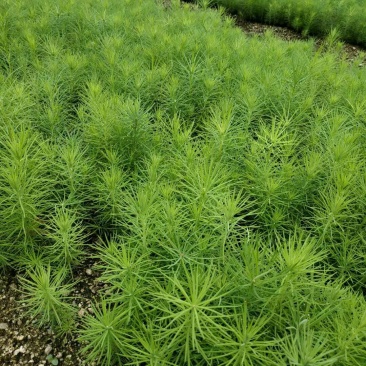 【松树】精品落叶松三十到八十起步基地直供提供技术