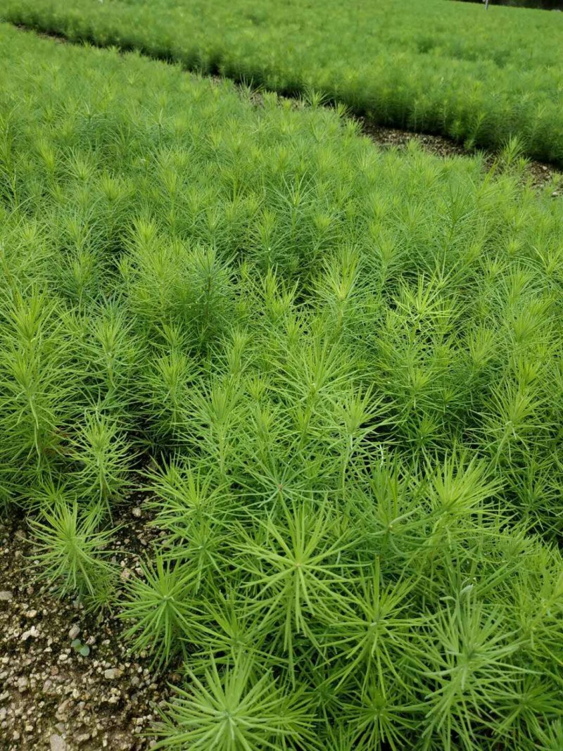 【松树】精品落叶松三十到八十起步基地直供提供技术