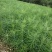 【松树】精品落叶松三十到八十起步基地直供提供技术