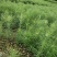 【松树】精品落叶松三十到八十起步基地直供提供技术