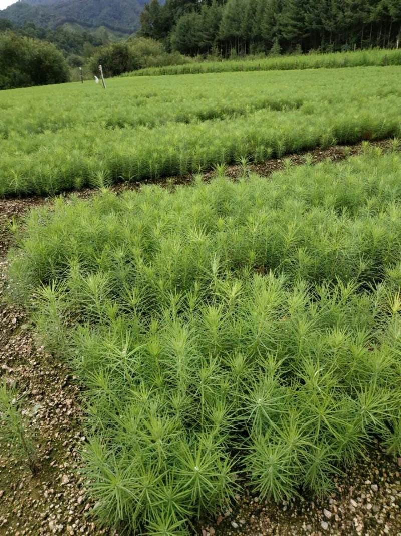 【松树】精品落叶松三十到八十起步基地直供提供技术