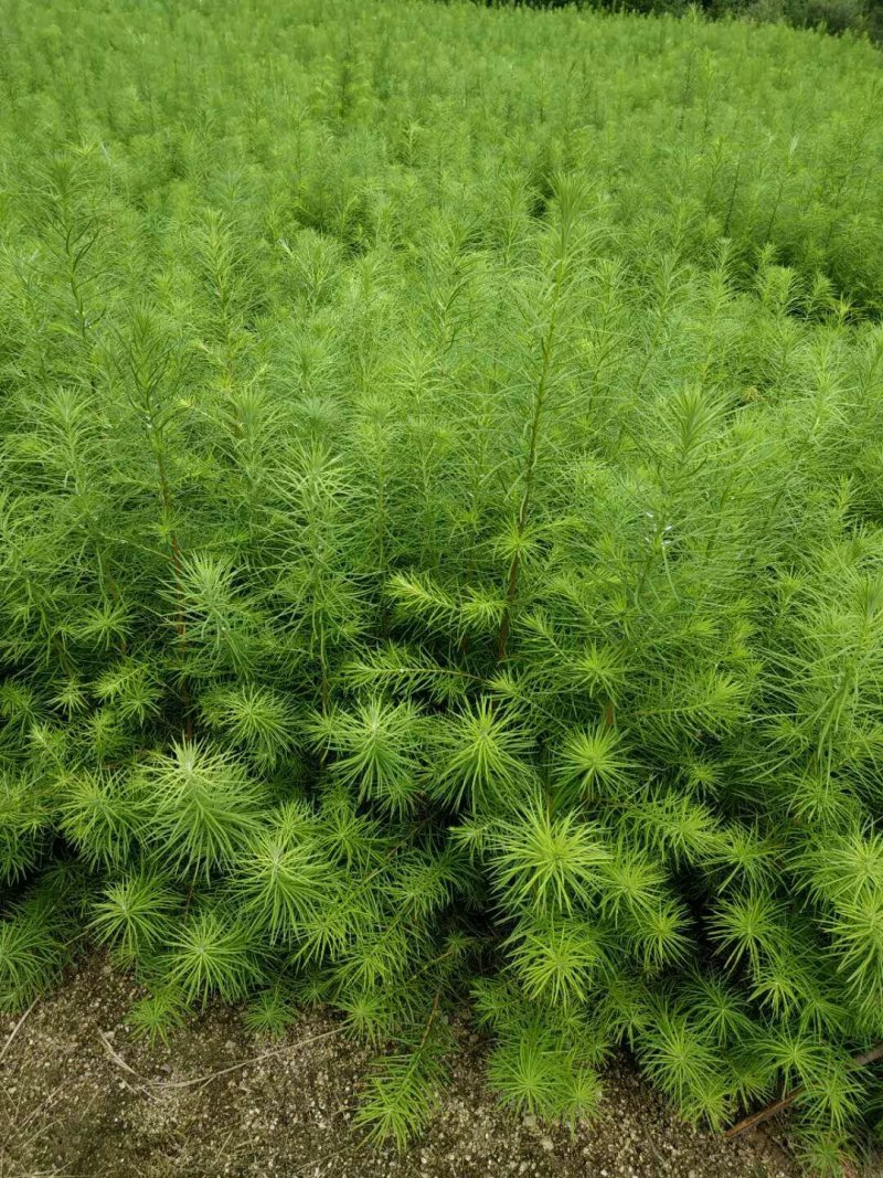 【松树】精品落叶松三十到八十起步基地直供提供技术