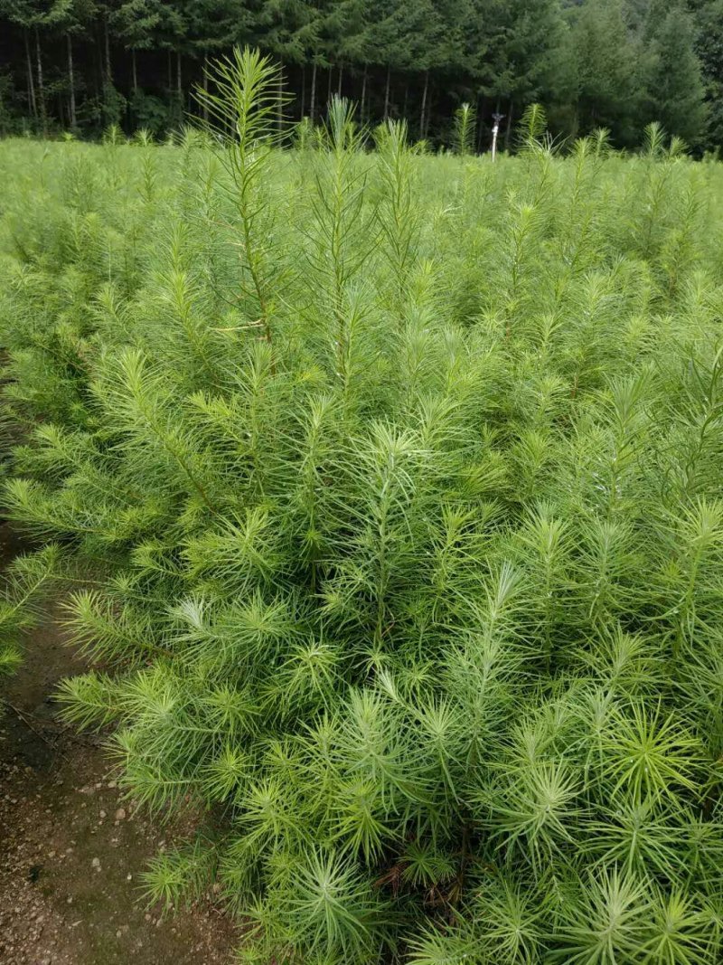 【松树】精品落叶松三十到八十起步基地直供提供技术