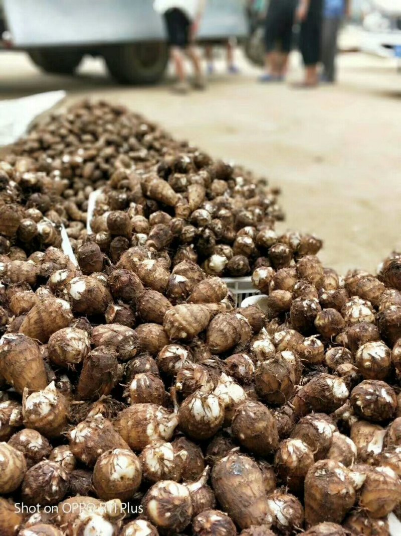 山东毛芋头大量现货大中小球分拣包装一手货源全国直发