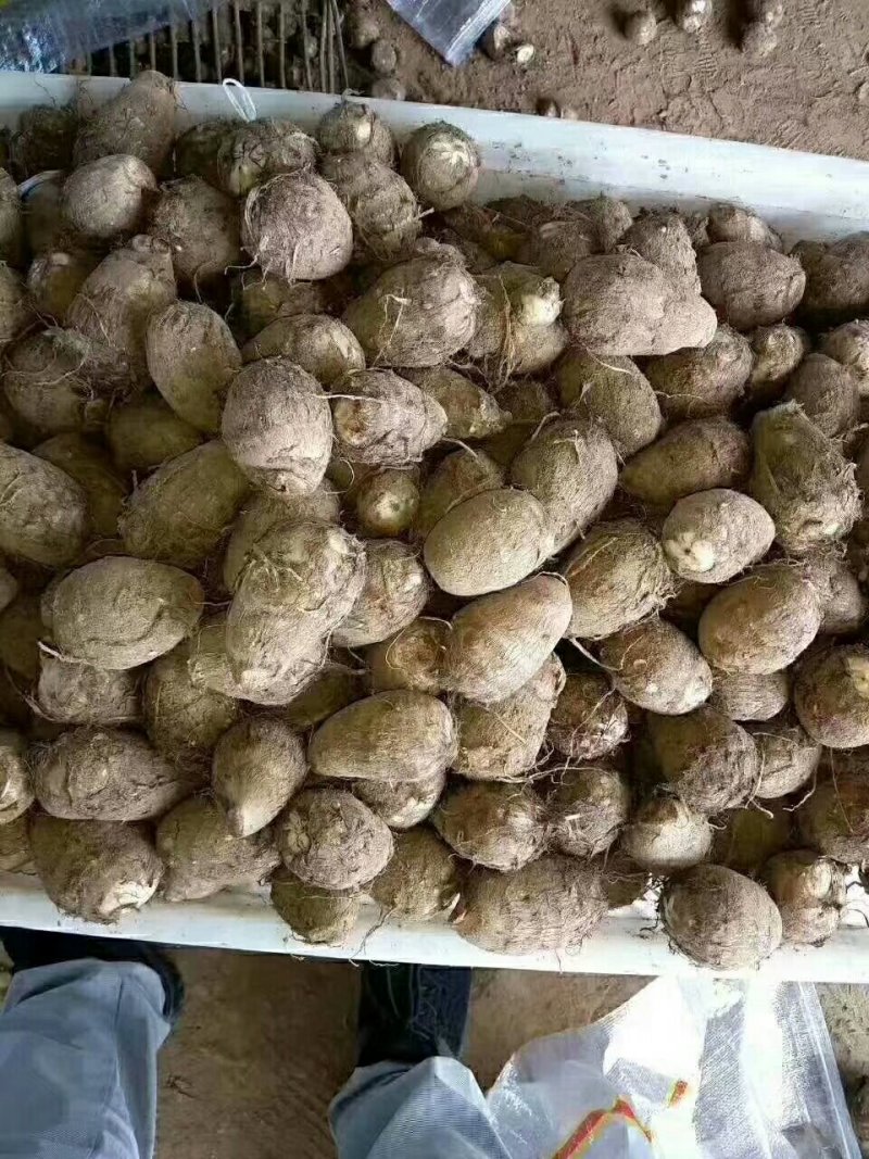 山东毛芋头大量现货大中小球分拣包装一手货源全国直发