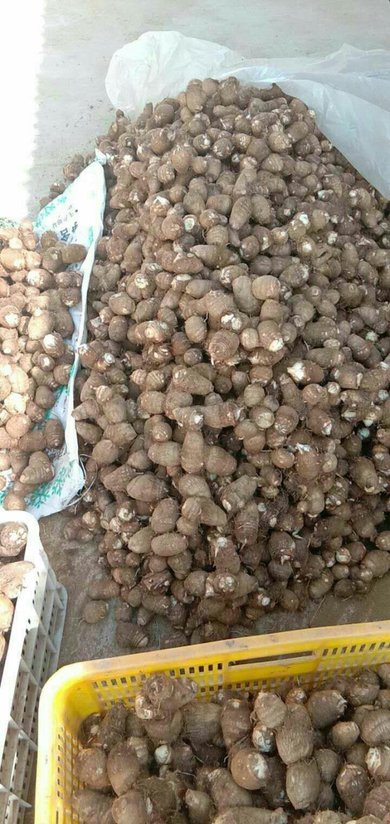 山东毛芋头大量现货大中小球分拣包装一手货源全国直发