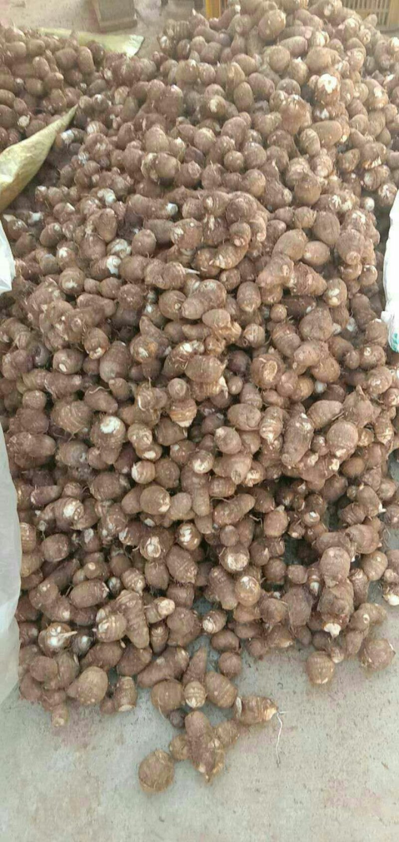 山东毛芋头大量现货大中小球分拣包装一手货源全国直发
