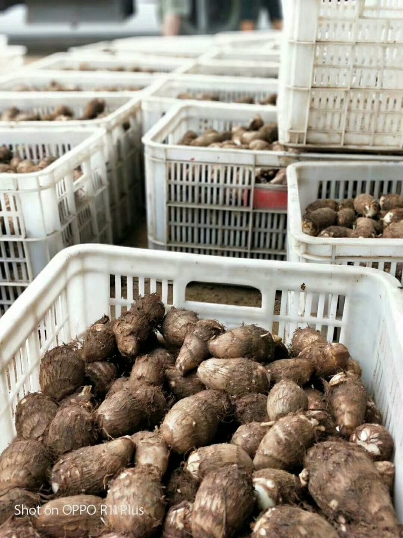 山东毛芋头大量现货大中小球分拣包装一手货源全国直发
