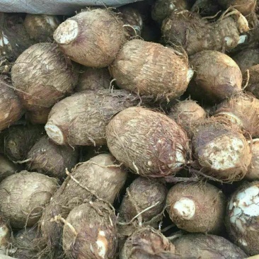 山东毛芋头大量现货大中小球分拣包装一手货源全国直发