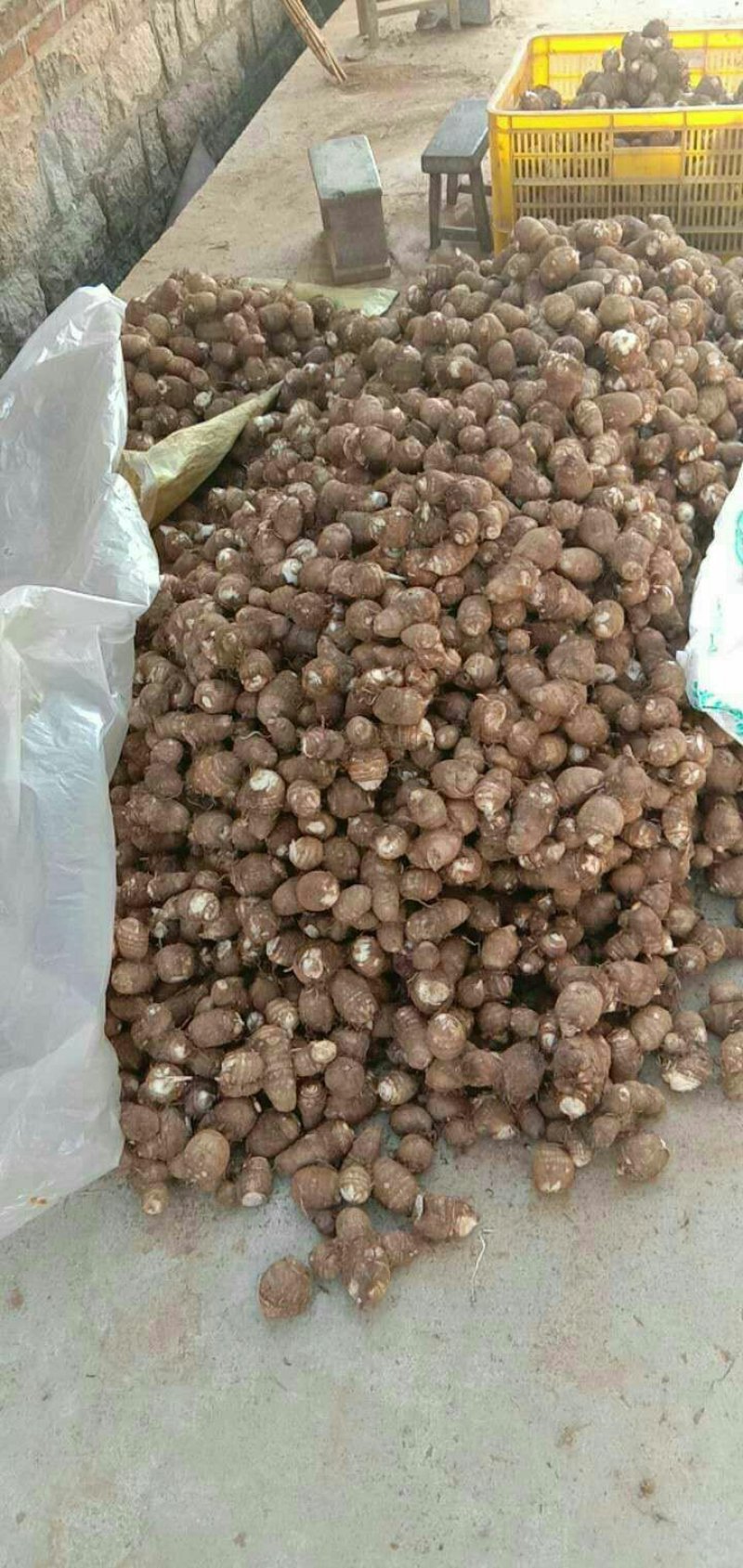 山东毛芋头大量现货大中小球分拣包装一手货源全国直发