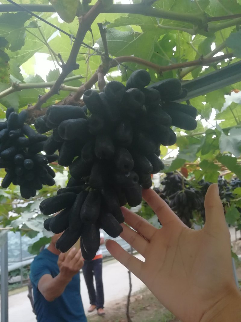 甜蜜蓝宝石葡萄苗海量供应包成活优质晚熟葡萄品种