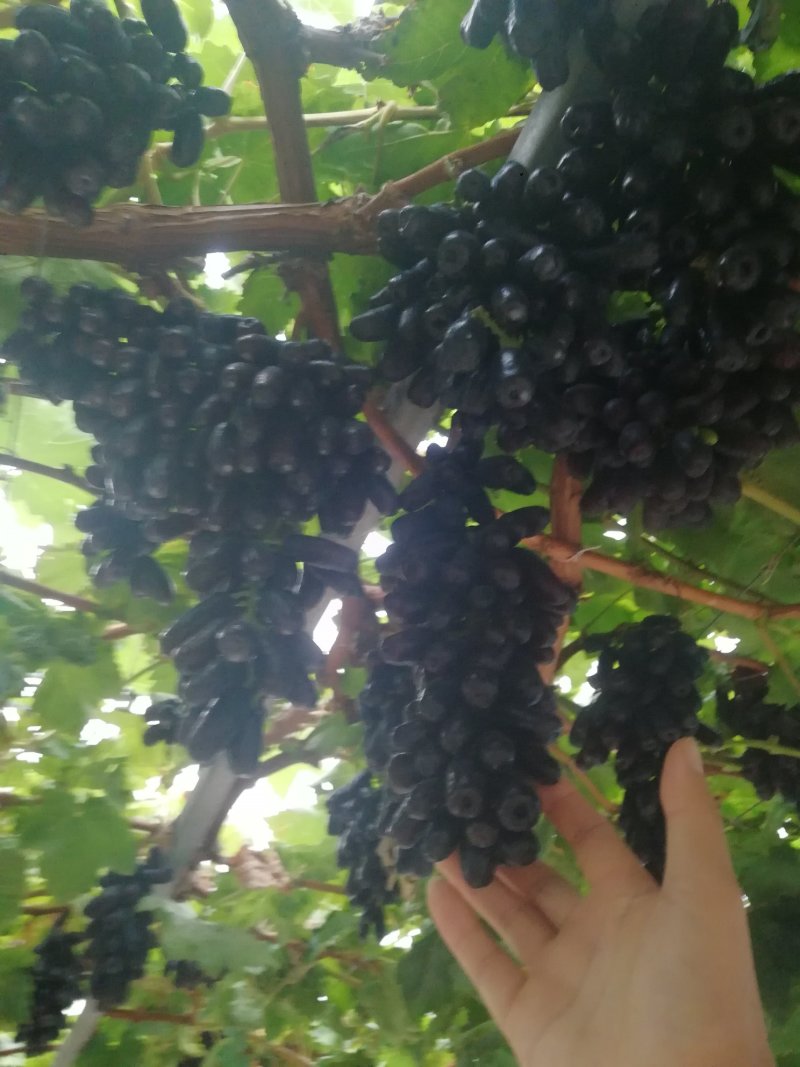 甜蜜蓝宝石葡萄苗海量供应包成活优质晚熟葡萄品种