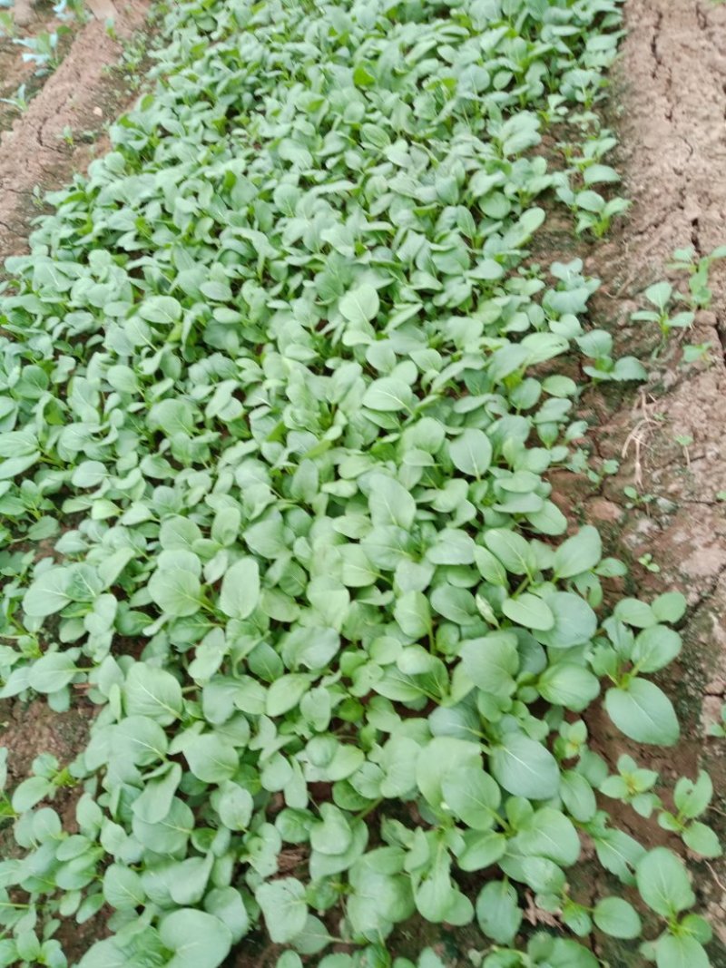 油菜