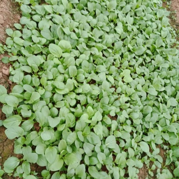 油菜