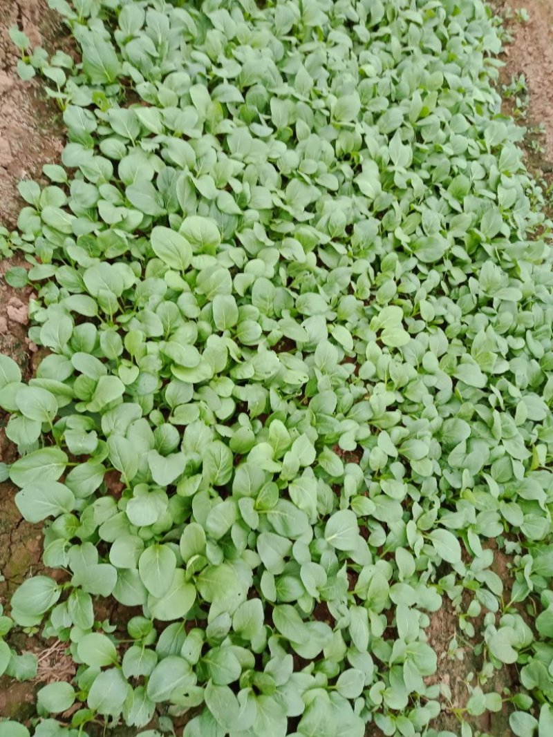 油菜