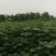 梓树苗