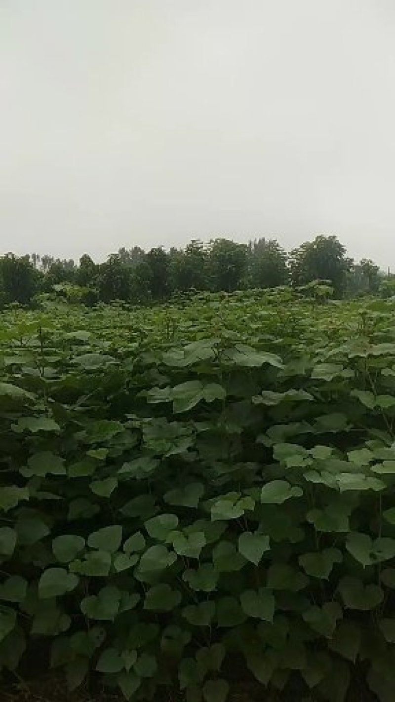 梓树苗