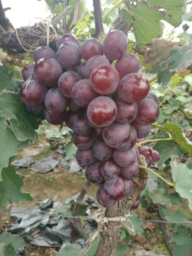 乐亭巨峰葡萄大量上市，颜色口感都不错，欢迎捧场