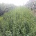 自繁中条山野生高产【连翘苗】抗旱耐涝，适应性强