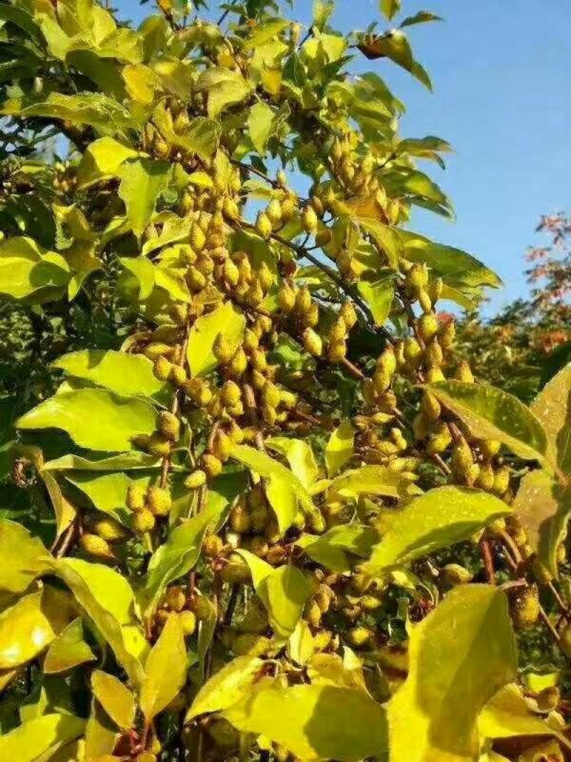 自繁中条山野生高产【连翘苗】抗旱耐涝，适应性强