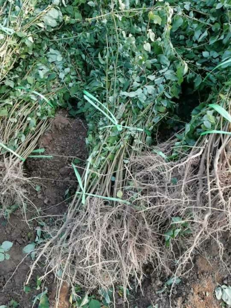 自繁中条山野生高产【连翘苗】抗旱耐涝，适应性强