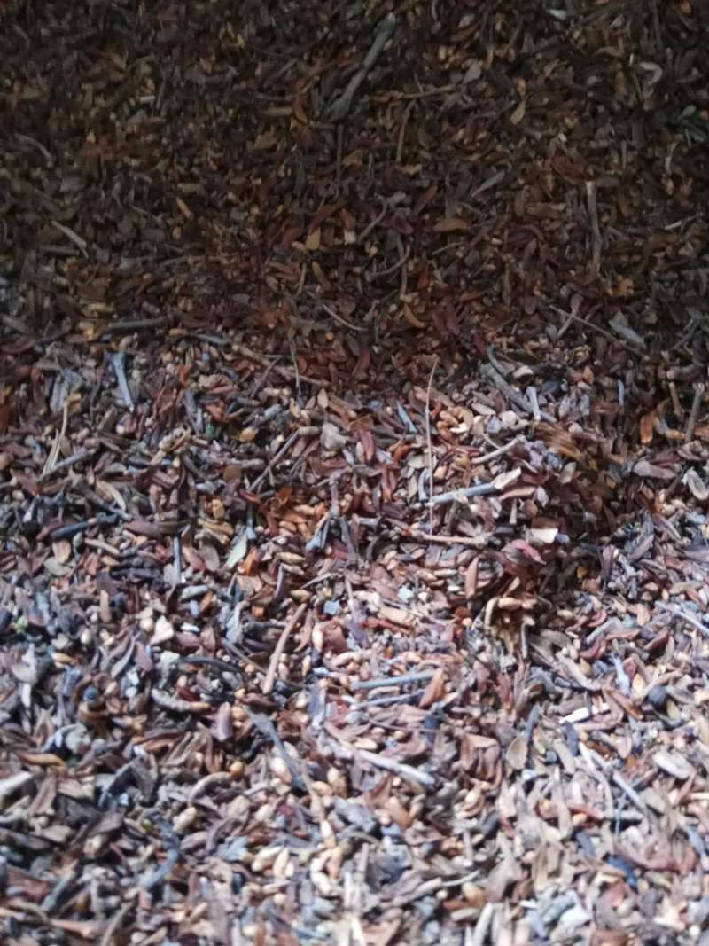 自繁中条山野生高产【连翘苗】抗旱耐涝，适应性强