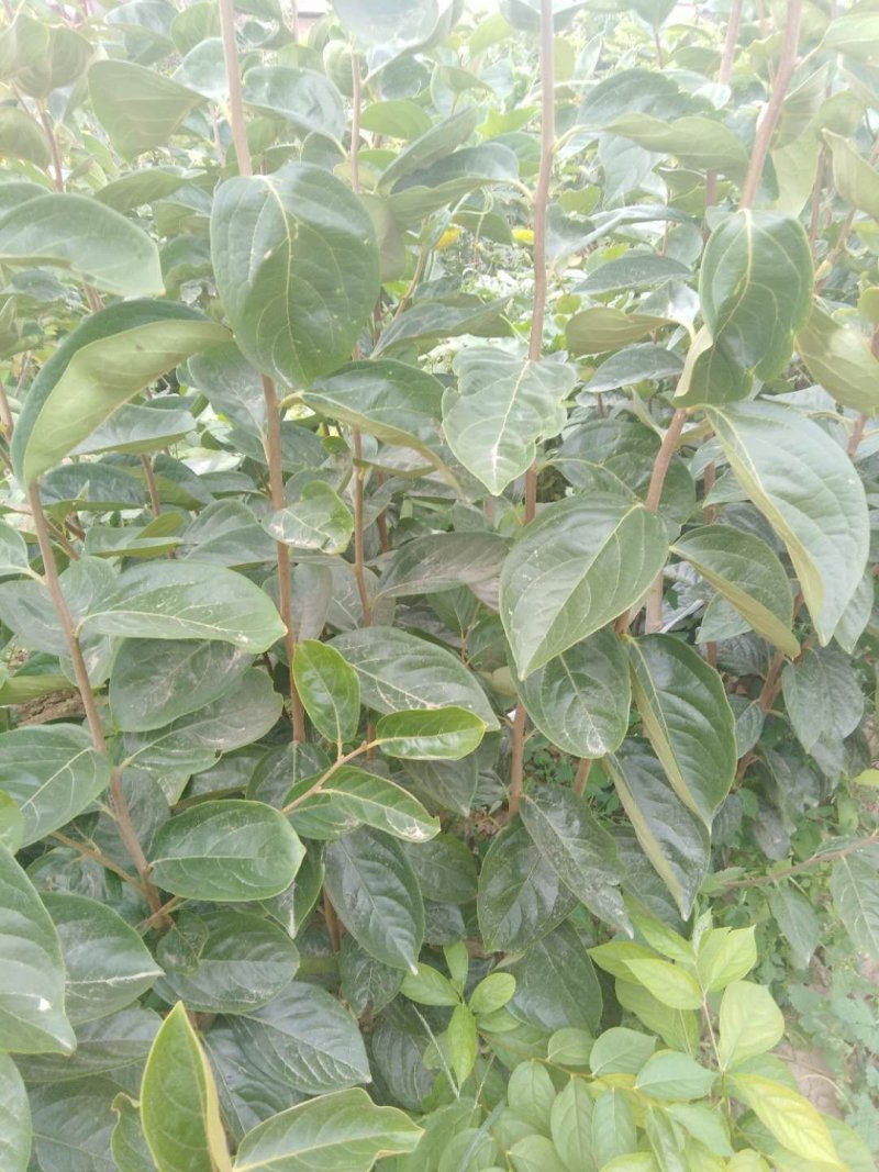 柿子苗八十公分至一米五