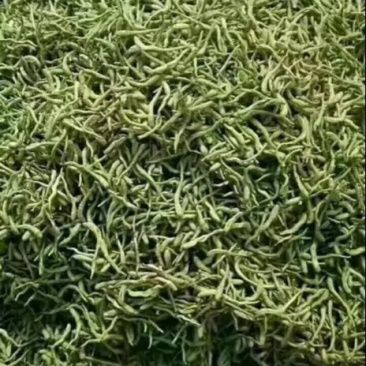 金银花色青花