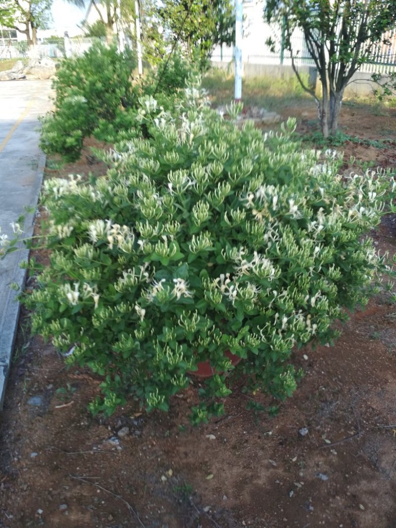 供应金银花苗