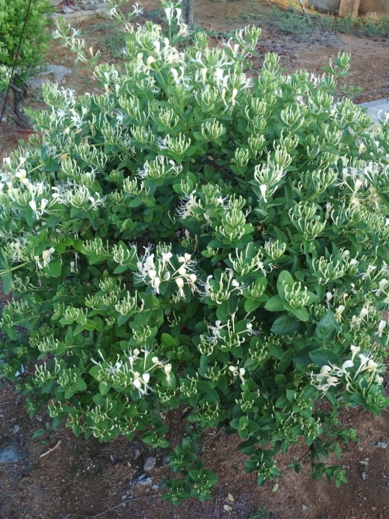 供应金银花苗