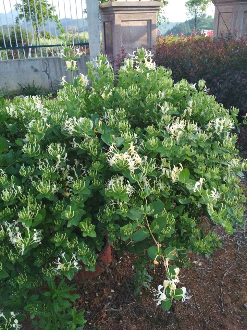供应金银花苗