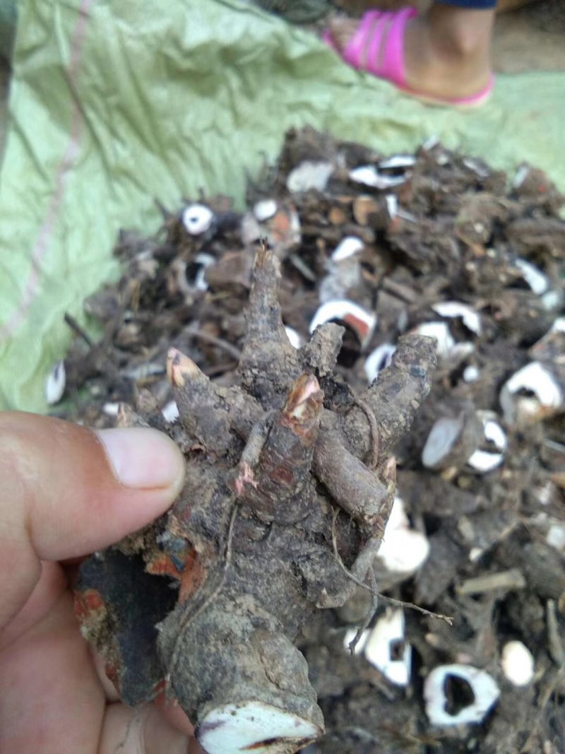 芍药芽头，芽块，白芍芽块