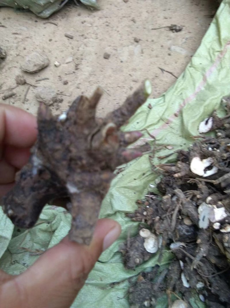 芍药芽头，芽块，白芍芽块
