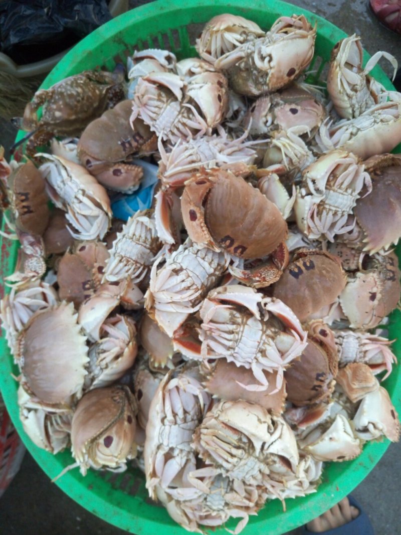 面包蟹食用