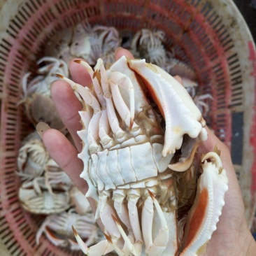 面包蟹食用
