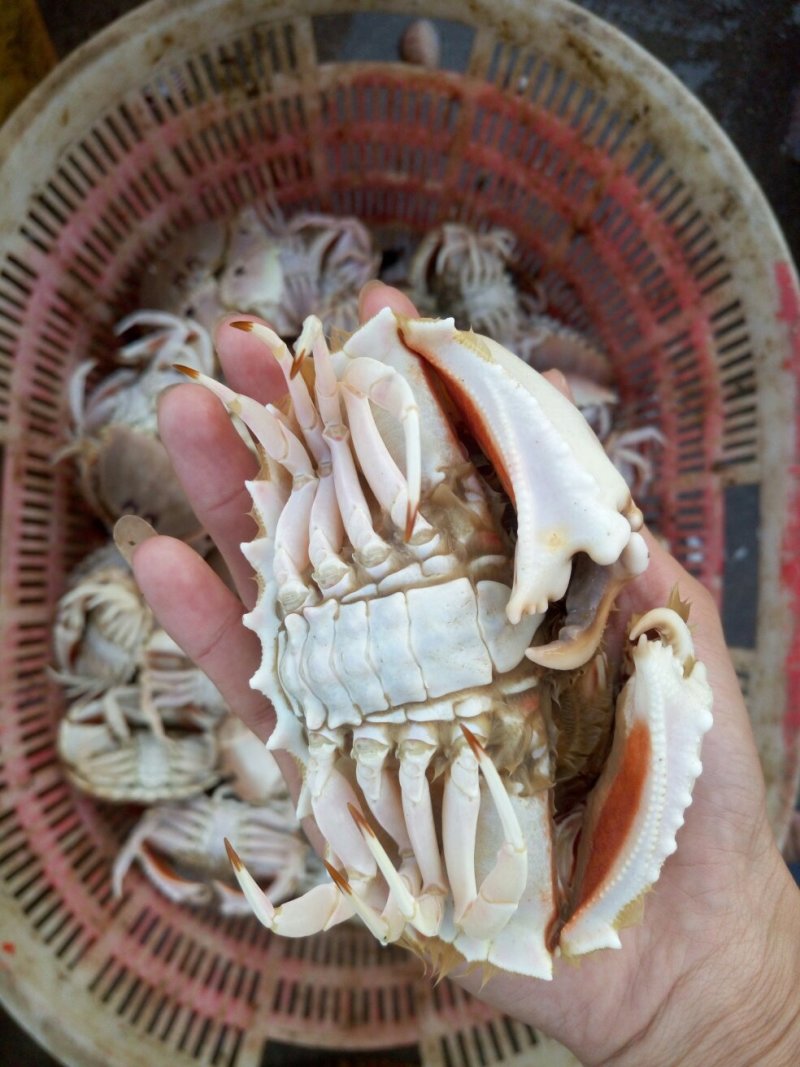 面包蟹食用