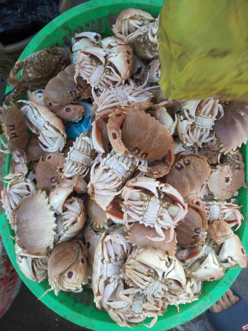 面包蟹食用