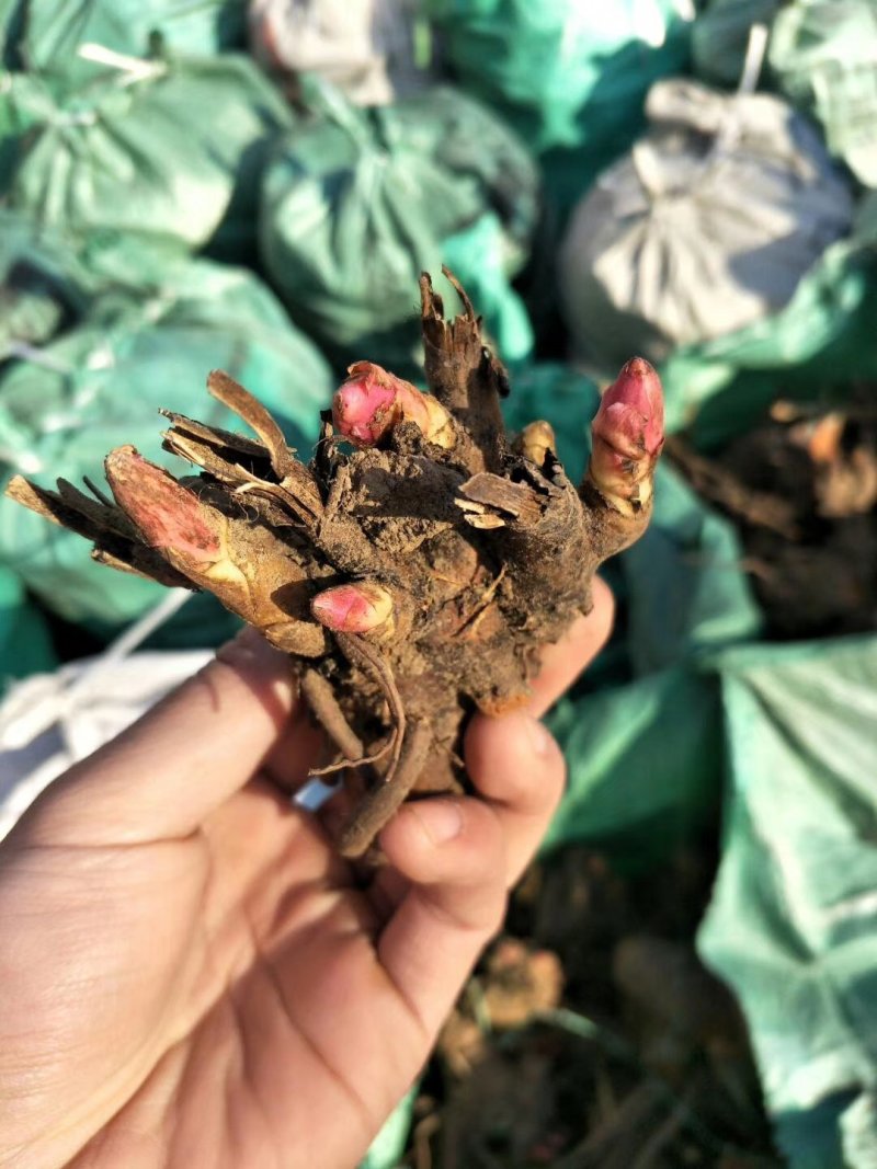 芍药芽头，芽块，白芍芽块