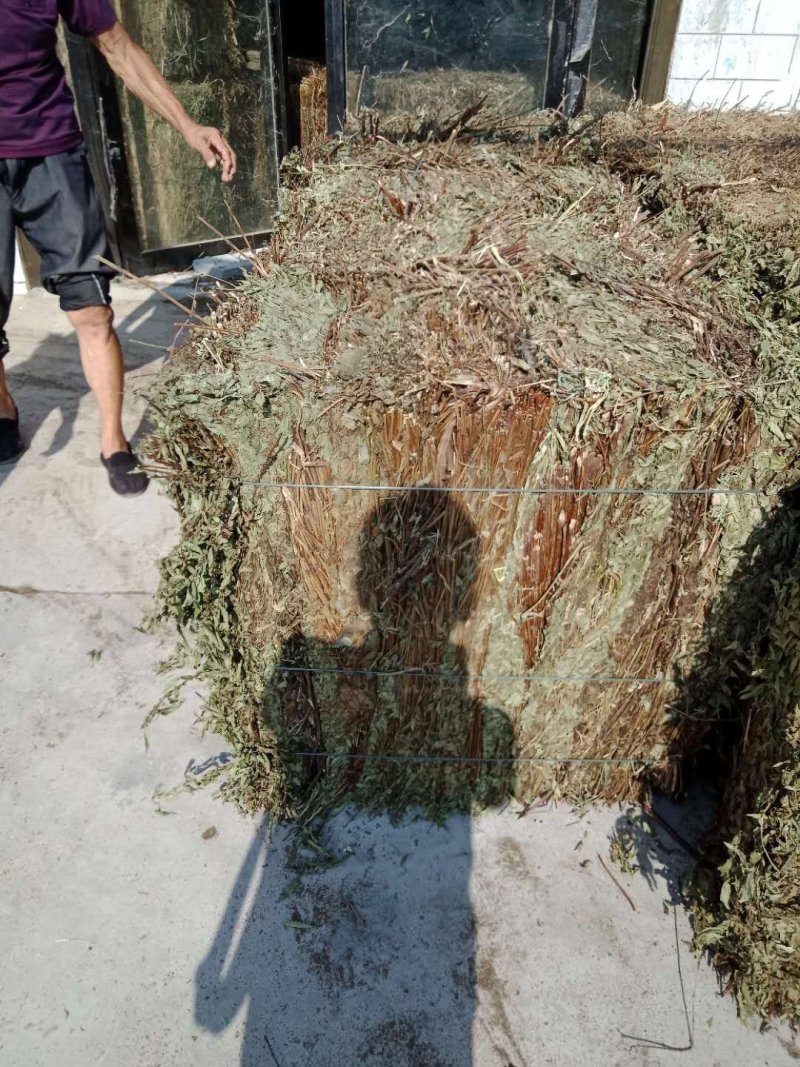 泽兰颜色青，含量好，常年供应