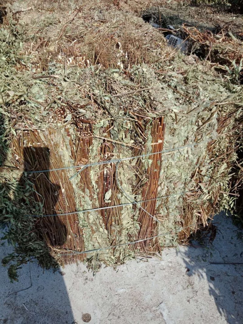 泽兰颜色青，含量好，常年供应