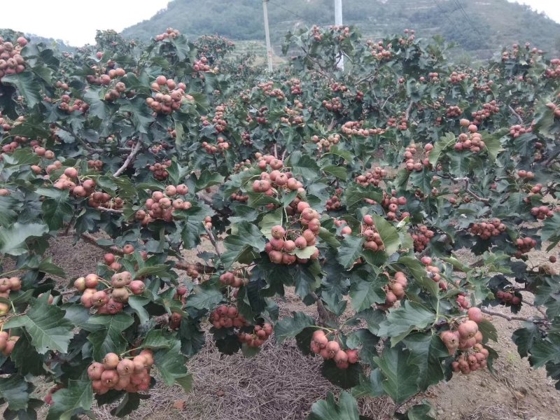 大金星山楂