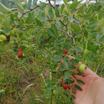 酸枣树苗枣树苗批发价格优质嫁接用酸枣苗出售