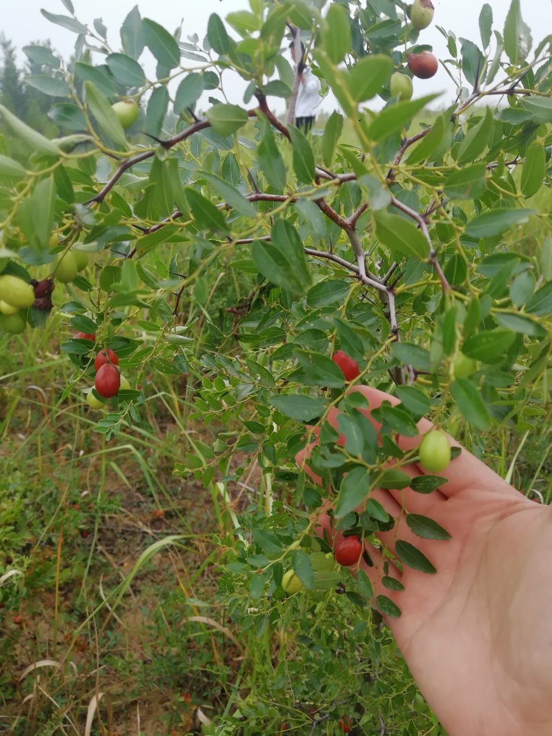 酸枣树苗枣树苗批发价格优质嫁接用酸枣苗出售