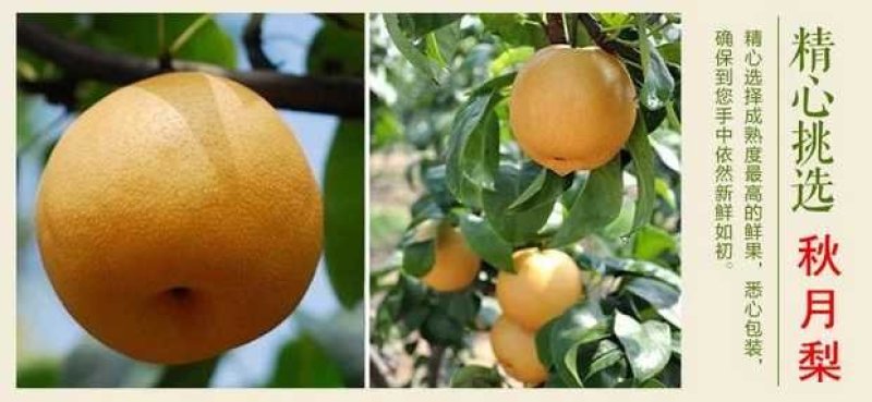 古桥名寺赵州雪花梨果园直发绿色无公害脆甜多汁