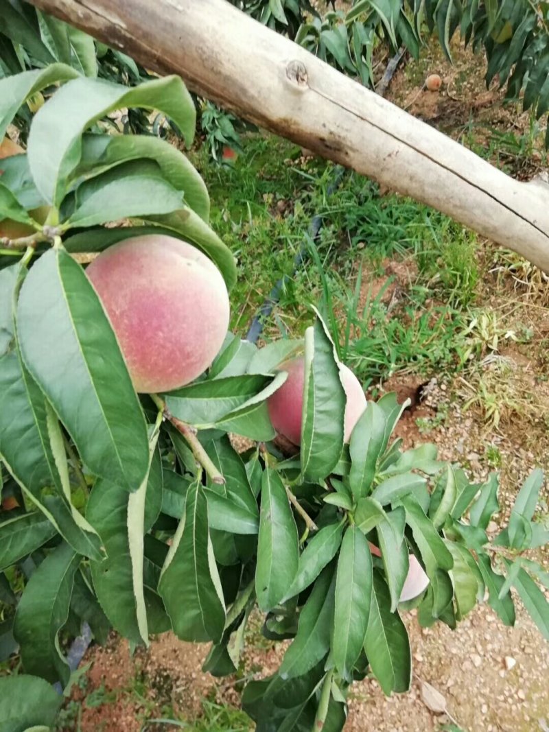 二老板密桃离核