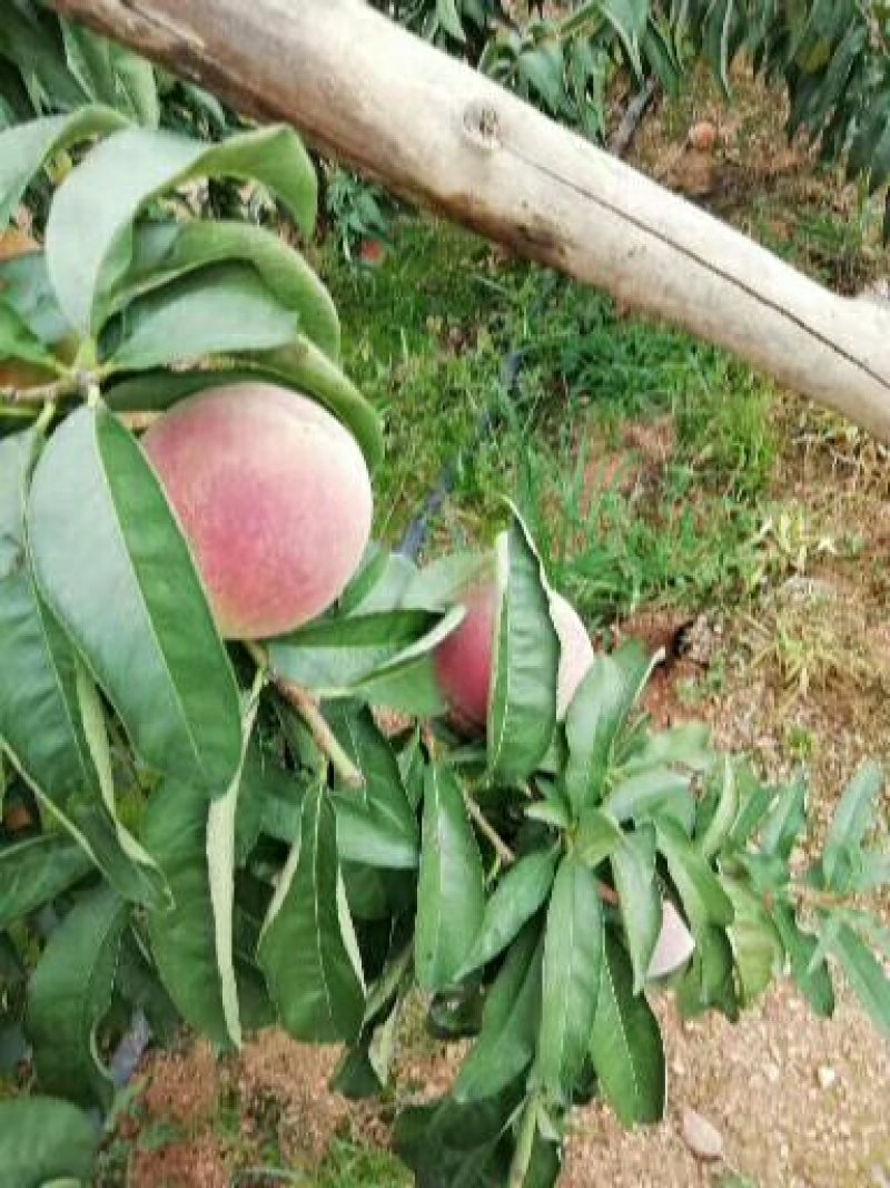 毛桃